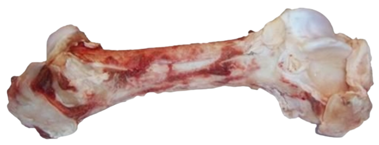 Beef femur top